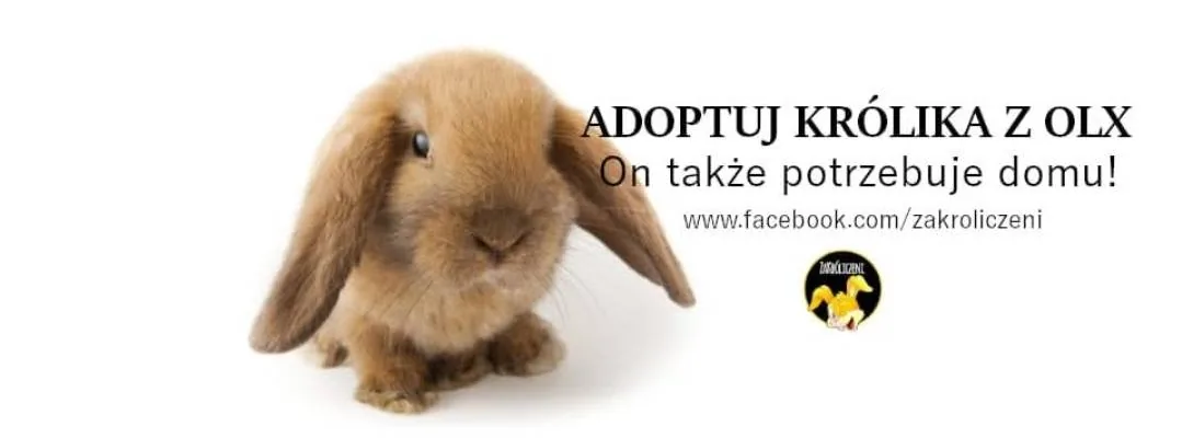 Adoptuj Królika z OLX — on także potrzebuje domu